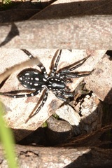 Nyssus albopunctatus