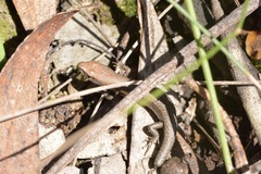 Lampropholis