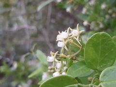 Cynanchum ellipticum