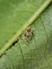 Stephanitis subfasciata