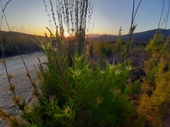 Leucadendron eucalyptifolium
