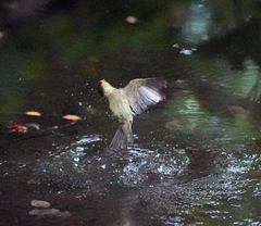 Empidonax