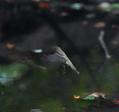 Empidonax
