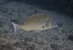 Acanthopagrus australis