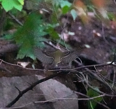 Empidonax