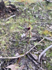 Caladenia parva