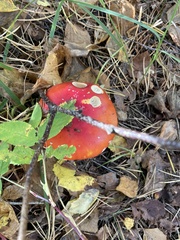 Amanita muscaria