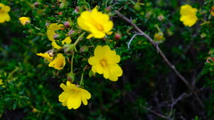 Hibbertia hypericoides hypericoides