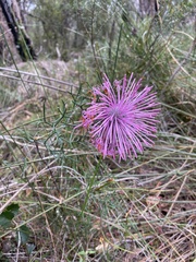 Isopogon