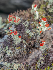 Cladonia pleurota