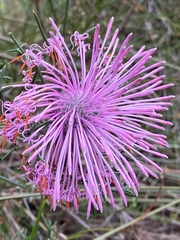 Isopogon