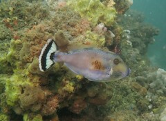 Meuschenia freycineti