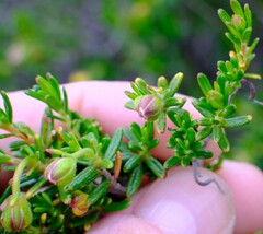 Hibbertia hypericoides hypericoides