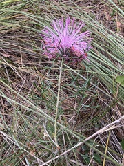 Isopogon