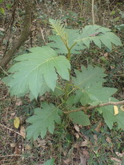 Solanum chrysotrichum