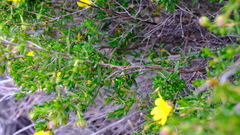 Hibbertia hypericoides hypericoides
