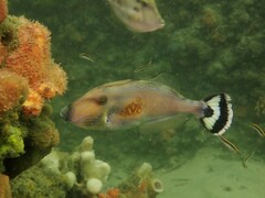 Meuschenia freycineti