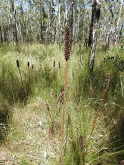 Xanthorrhoea fulva