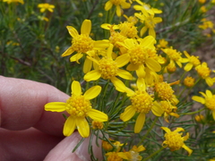 Euryops thunbergii