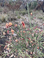 Daviesia brevifolia