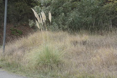 Cortaderia selloana