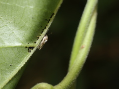 Stephanitis subfasciata