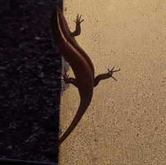 Eutropis carinata