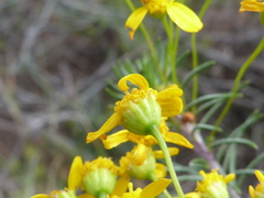 Euryops thunbergii