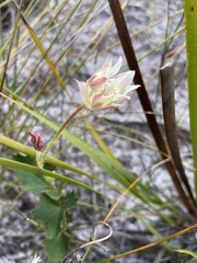 Xanthosia rotundifolia