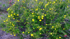 Hibbertia hypericoides hypericoides