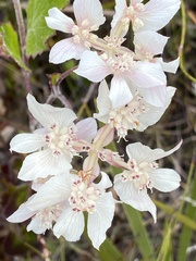 Xanthosia rotundifolia