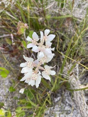 Xanthosia rotundifolia