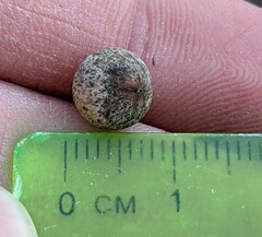 Callirhytis quercusagrifoliae