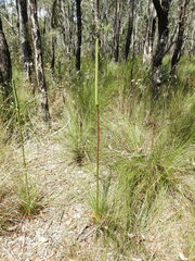 Xanthorrhoea johnsonii