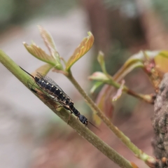 Inocellia sinensis