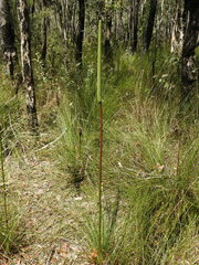 Xanthorrhoea johnsonii