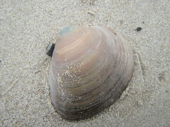 Mactra stultorum