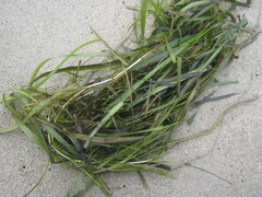 Zostera marina