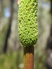 Xanthorrhoea johnsonii