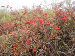 Sorbus sambucifolia