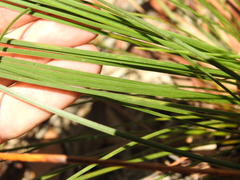 Xanthorrhoea johnsonii