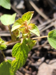 Acalypha neomexicana
