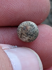 Callirhytis quercusagrifoliae