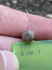 Callirhytis quercusagrifoliae