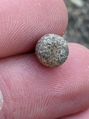 Callirhytis quercusagrifoliae