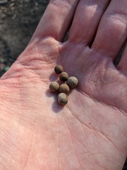 Callirhytis quercusagrifoliae