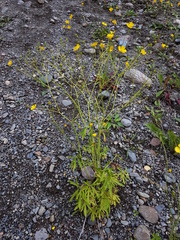 Ranunculus polyanthemos