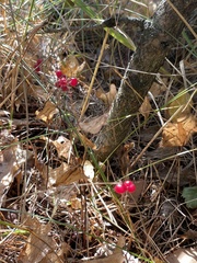 Maianthemum bifolium