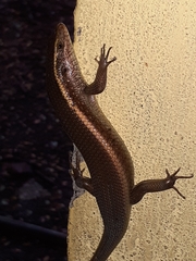 Eutropis carinata