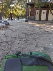 Callirhytis quercusagrifoliae